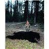 Image 1 : FABLE LAKE OUTFITTERS: 5 Day 1x1 Black Bear Hunt in one of the most remote guide areas in BC