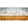 Image 3 : ESTANCIA LAS PALOMAS: Ultimate Wing Shooting Experience for Four Hunters at Estancia Las Palomas