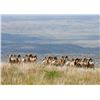 TEXAS PARKS AND WILDLIFE: Texas Bighorn Photo Safari for up to 4 people on Elephant Mountain Wildlif