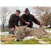 Image 3 : SAFARI INTERNATIONAL MACEDONIA: 5-day European Grey Wolf Hunt for One Hunter and One Observer in Bos