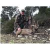 Image 2 : HUNT TRIP SPAIN: 5-Day European Roe Deer Hunt with Sightseeing in Spain