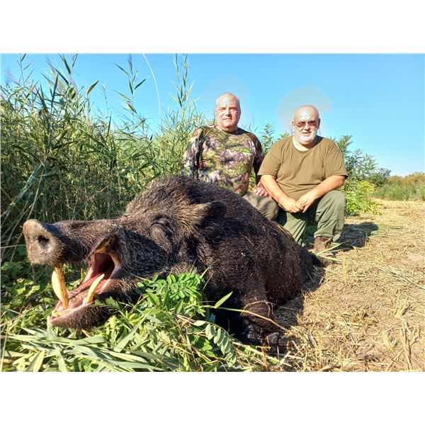 SAFARI EHA: 6-Night Wild Boar Hunt for Two in Belgrade, Serbia
