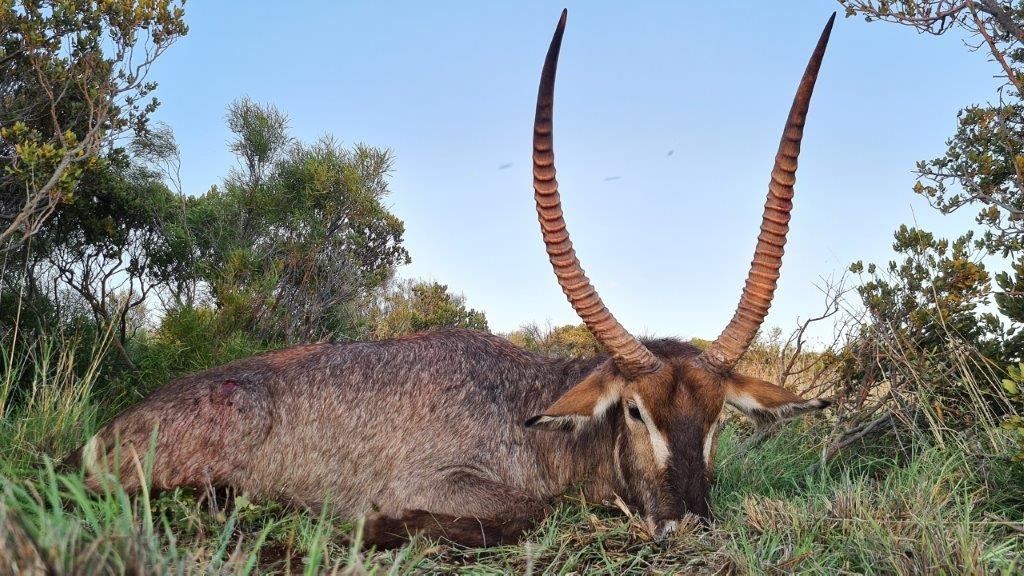 Wikus Ras Wikus Groenewald Safaris