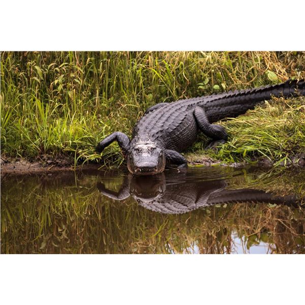 Gator Hunting & Leather Treasures in Louisiana