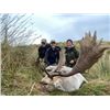 Image 2 : 5-day/4-night New Zealand Red Deer Up to 420 SCI, Fallow Deer Up to 220 SCI Hunt for Two Hunters