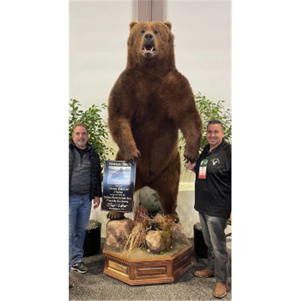 Trophy Brown Bear Mount