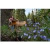 Image 1 : 7-day Horseback Adventure in the wilderness of British Columbia