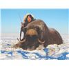 Image 2 : 313 #LUN-13 Arctic Islands Caribou and  Greenland Muskox Fall Hunt, Nunavut