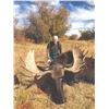 Image 2 : 401 #DIN-01 Wyoming Shiras Moose  Governor’s Permit