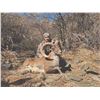 Image 2 : 402 #DIN-02 Severtzov Argali Conservation  Project Hunt, Uzbekistan