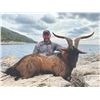 Image 3 : 408 #DIN-08 Kri-Kri (Hybrid) Ibex Hunt, Greece or  Macedonia