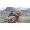Image 3 : 413 #DIN-13 Rocky Mountain Bighorn Sheep Hunt,  Alberta