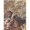 Image 10 : 414 #DIN-14 Bukharan Ibex Hunt, Tajikistan