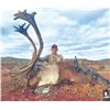 415 #DIN-15 Central Canadian Barren Ground Caribou and Barren Ground Muskox  Fall Hunt, Nunavut