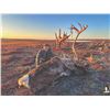 Image 3 : 415 #DIN-15 Central Canadian Barren Ground Caribou and Barren Ground Muskox  Fall Hunt, Nunavut