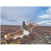 Image 5 : 415 #DIN-15 Central Canadian Barren Ground Caribou and Barren Ground Muskox  Fall Hunt, Nunavut