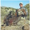 416 #DIN-16 Desert Bighorn (Weemsi) Sheep Hunt,  Carmen Island, Mexico