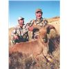 417 #DIN-17 Aoudad Sheep Hunt, Texas