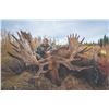 Image 2 : 418 #DIN-18 World Class Alaska-Yukon Trophy  Moose Hunt, Yukon