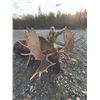 Image 3 : 418 #DIN-18 World Class Alaska-Yukon Trophy  Moose Hunt, Yukon