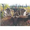 Image 4 : 418 #DIN-18 World Class Alaska-Yukon Trophy  Moose Hunt, Yukon