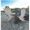 Image 6 : 418 #DIN-18 World Class Alaska-Yukon Trophy  Moose Hunt, Yukon