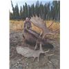 Image 9 : 418 #DIN-18 World Class Alaska-Yukon Trophy  Moose Hunt, Yukon