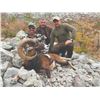 Image 2 : 419 #DIN-19 THREE Species Hunting Adventure,  Croatia