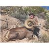 Image 10 : 421 #DIN-21 Desert Bighorn Sheep (Mexicana) Hunt, Mexico