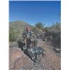421 #DIN-21 Desert Bighorn Sheep (Mexicana) Hunt, Mexico