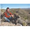 Image 2 : 421 #DIN-21 Desert Bighorn Sheep (Mexicana) Hunt, Mexico