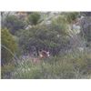 Image 5 : 421 #DIN-21 Desert Bighorn Sheep (Mexicana) Hunt, Mexico