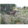 Image 9 : 421 #DIN-21 Desert Bighorn Sheep (Mexicana) Hunt, Mexico