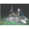 Image 4 : 422 #DIN-22 Balkan Chamois or European Gray  Wolf (Hunter’s Choice), Macedonia