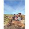 Image 1 : 424 #DIN-24 Indigenous Aoudad Hunt, Morocco