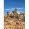 Image 6 : 424 #DIN-24 Indigenous Aoudad Hunt, Morocco