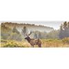 425 #DIN-25 California Multi-Zone Elk Tag