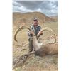 427 #DIN-27 Altai Ibex Hunt, Mongolia