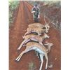 Image 2 : 532 #SLA-32 Maui Axis Deer Hunt  for TWO Hunters, Hawaii