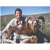 Image 2 : 537 #SLA-37 European Mouflon Hunt, Spain