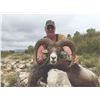 Image 2 : 553 #SLA-53 European (Iberian) Mouflon Hunt, Spain