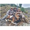 Image 1 : 562 #SLA-62 Five-Day European Mouflon Hunt,  Spain