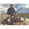 Image 1 : 578 #SLA-78 Mouflon Sheep and Wild Boar Hunt,  Spain