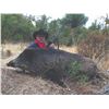 Image 3 : 578 #SLA-78 Mouflon Sheep and Wild Boar Hunt,  Spain