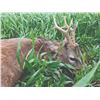 Image 2 : 582 #SLA-82 Wild Boar and Roe Deer, Macedonia
