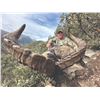 Image 2 : 583 #SLA-83 Five-Day Hunt for Two Hunters & Two Non-hunters, Spain