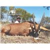 Image 2 : 589 #SLA-89 Hunting Safari for TWO Hunters and  TWO Observers, South Africa