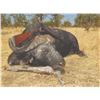Image 2 : 594 #SLA-94 Cape Buffalo Hunt for TWO hunters, Zimbabwe