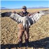 Image 3 : Arizona Sandhill Crane Hunt for up to 4 Hunters