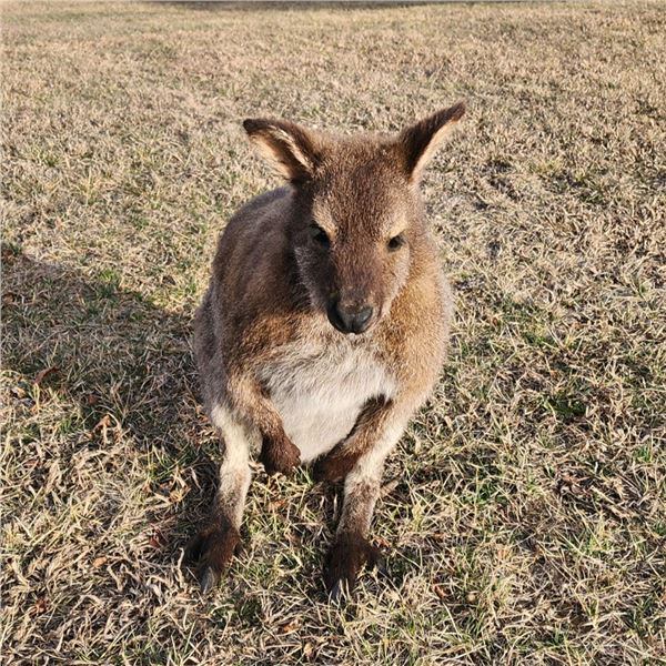 Wallaby Taxidermy by Mike Dinges